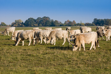 Herd of hungarian grey steppe cattle grazing on meadow. Hortobagy