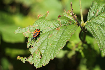 red and black firebug (Pyrrhocoris apterus) on the green leaf