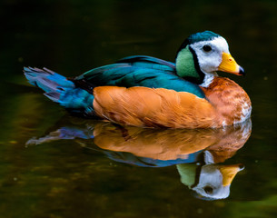 African pygmy goose