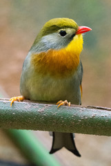 Tropical bird
