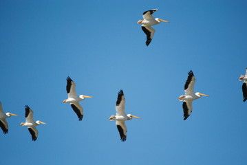 Pelicans in flight