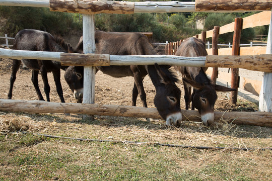 Asini in recinto