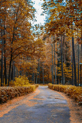 The road among the autumn trees during the fall of the leaves by a sunny day