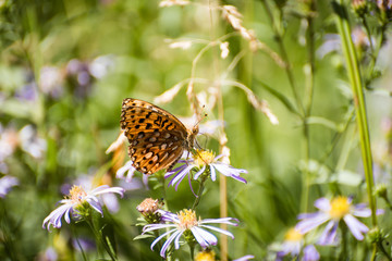 Obraz premium Orange butterfly on purple wildflower in the southern Sierra Nevadas in California.