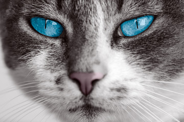 Fototapety  kot z niebieskimi oczami