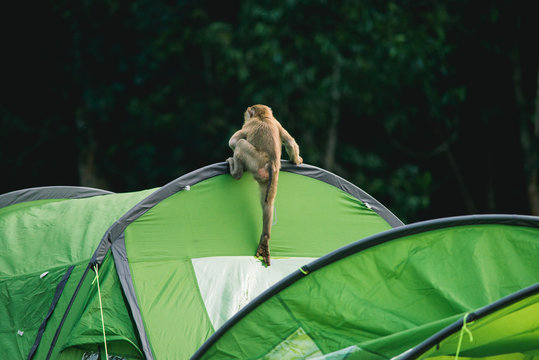 Monkey playing on tent