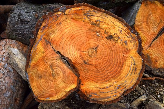 Baumringe eines gef&auml;llten alten Pinienbaumes, orange Jahresringe einer Pinie, Stamm gef&auml;llter Pinien, Kambiumring