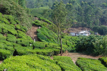 Beautiful scenic view of house in tea field in mountain near Munnar, Kerala, India, Asia
