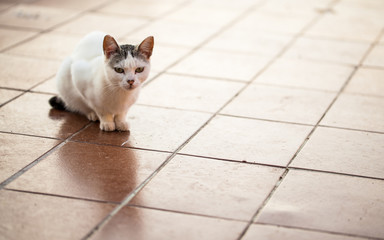 White cat in terrace