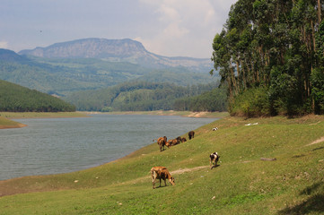 View of a mountain lake near Munnar, Kerala, India, Asia