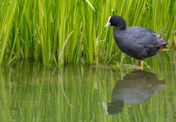 Coot in the reeds