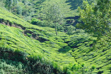 View on tea plantations, near Munnar, Kerala, India, Asia