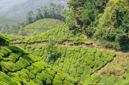View on tea plantations, near Munnar, Kerala, India, Asia