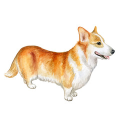 Watercolor closeup portrait of tricolor short-legged Pembroke Welsh Corgi. Isolated on white background. Shorthair small-sized hound dog. Hand drawn sweet home pet. Greeting card design. Clip art