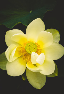 lotus blossom
