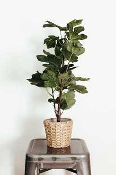 Fig