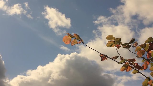 branbranch of hazel with yellow leaves against the sky with cumulus clouds