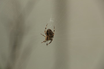 spider on the web