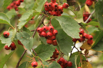ripe hawthorn berries