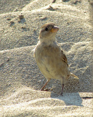 Sparrow in the sand.