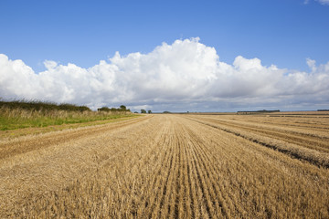 wheat stubble fields