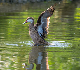 White cheeked pintail