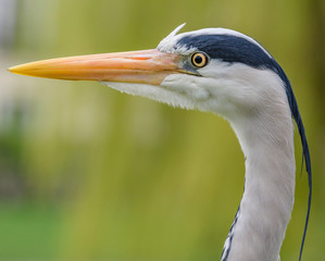 Grey heron