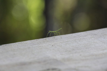  Grünes Insekt in der Natur