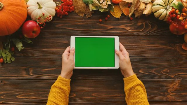 Autumn composition with pumpkins, maple leaves, apples on the top of the brown wooden table. Woman holding tablet computer with green screen. Flat lay. Chroma key. Top view