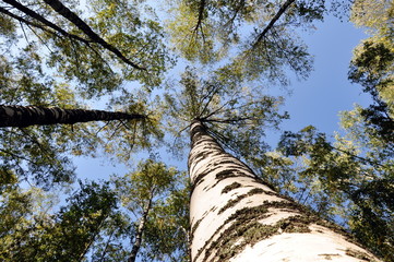Fototapeta premium birch trees in Russia