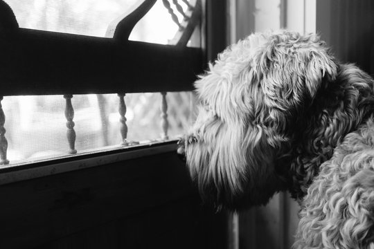 Soft coated wheaten terrier dog asks to go outside at the cottage