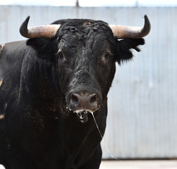 bull