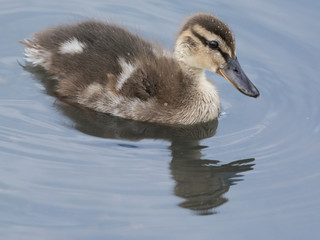 Duckling