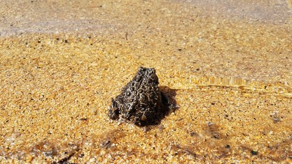 Toad