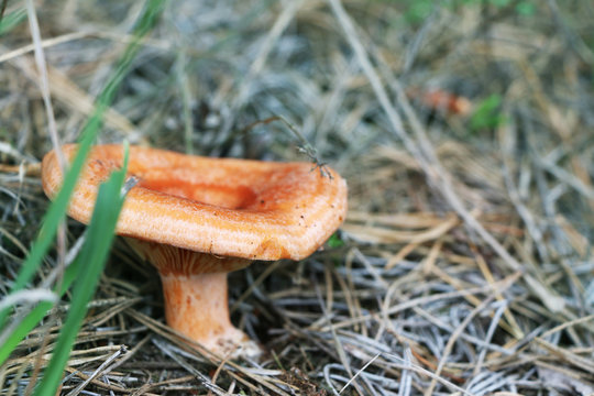 Mushroom Lactarius grow in wood