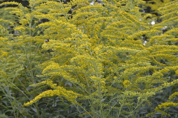 Solidago virgaurea - tall plant with arrays of yellow flowers