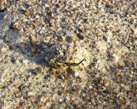 Crab box on the sand. Calappa philargius