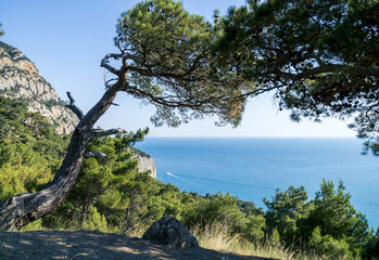 Black Sea Bay and Pine Tree on Crimean Mountains