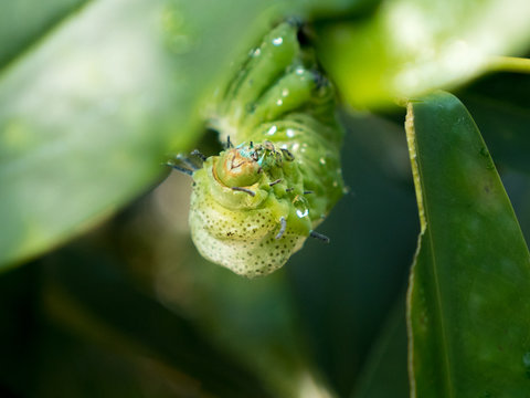 Raupe Altlasspinner mit Bei&szlig;werkzeug vor angefr&auml;&szlig;tem BlattRaupe Altlasspinner mit Bei&szlig;werkzeug vor angefr&auml;&szlig;tem Blatt