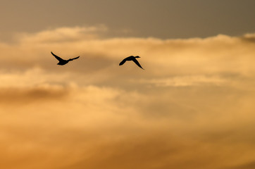 Two Ducks Flying in the Vibrant Sunset Sky