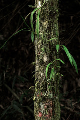 Trunk
