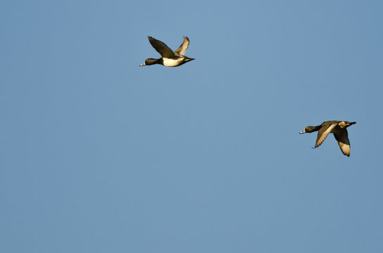 Two Ring-Necked Ducks Flying in a Blue Sky