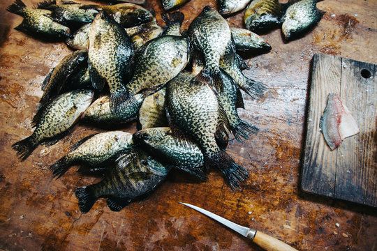 Pile Of Bluegill And Crappie Fish On Table.