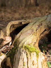 Obraz premium verwitterte Baumwurzel mit Moos und Laub im warmen Licht vertikal