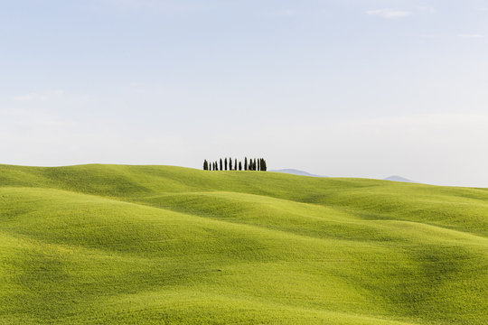 View of cypress trees on hills