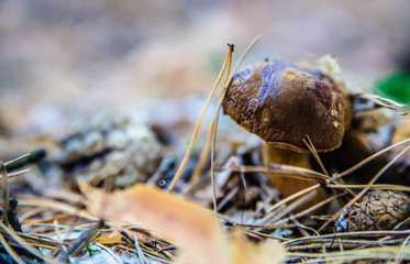 Mushroom In The Forest