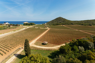 Vineyard near old rock tower