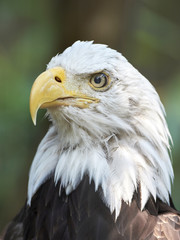 Bald eagle (Haliaeetus leucocephalus)