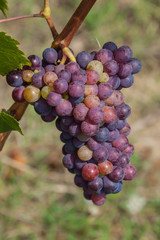Close-up wine grapes with green leaves in vineyards of region Chianti, Tuscany, Italy