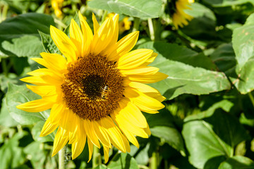Close-up view of a sunflower head with a bee feeding from the disc florets.